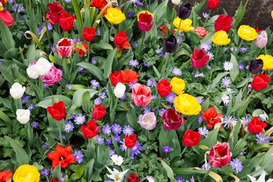 Photo of Many different colorful flowers growing outdoors, above view. Spring season