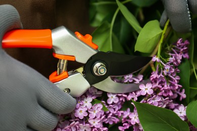 Gardener pruning lilac branch with secateurs outdoors, closeup