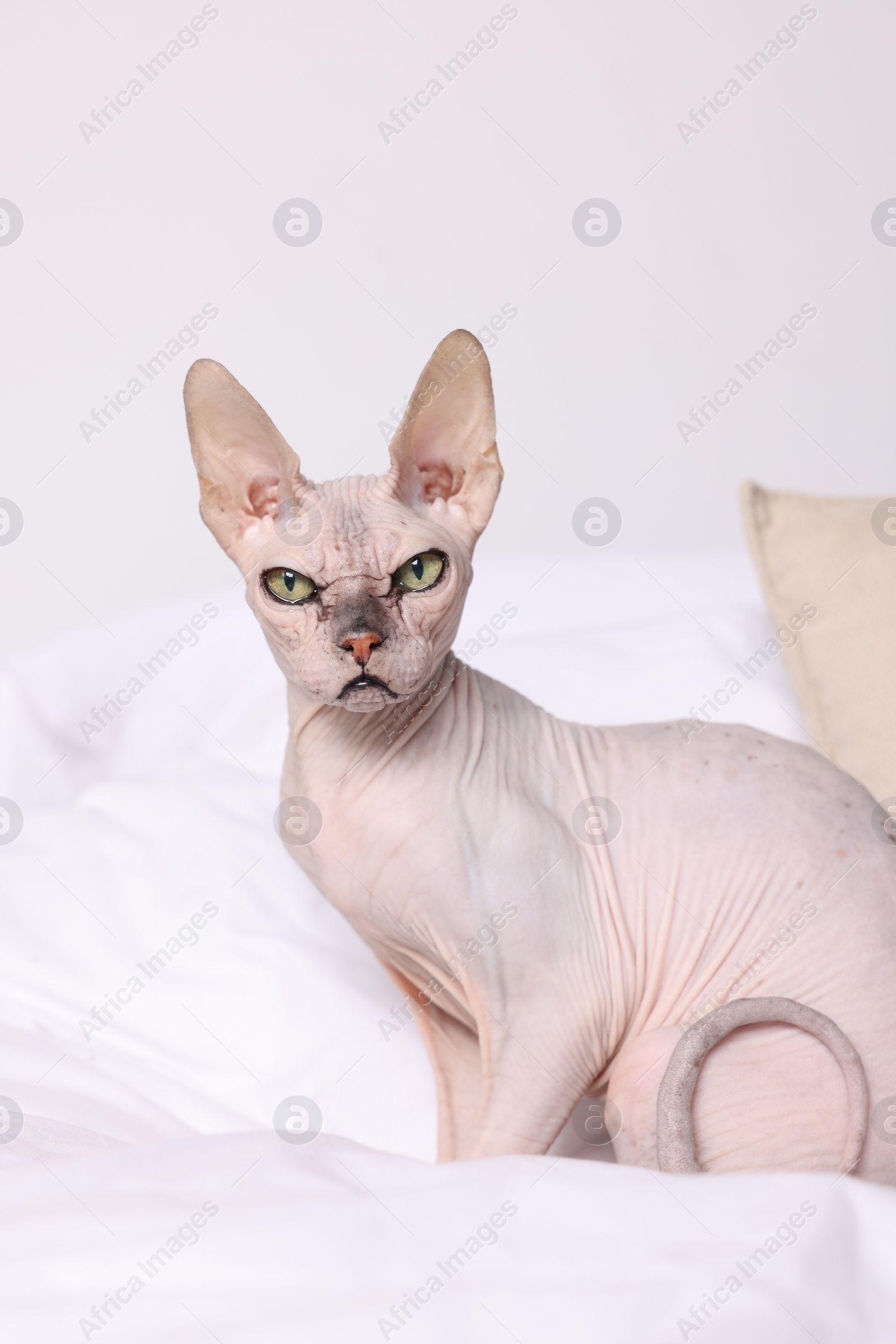 Photo of Cute Sphynx cat on bed at home. Lovely pet