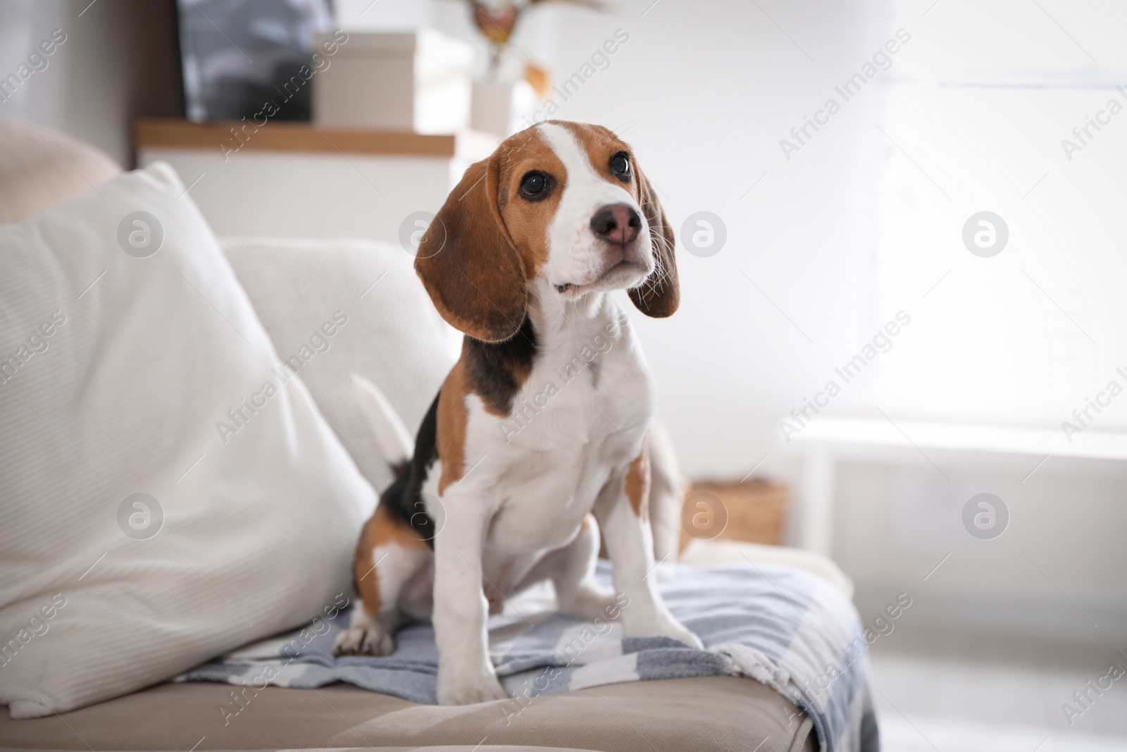 Photo of Cute Beagle puppy on sofa indoors. Adorable pet