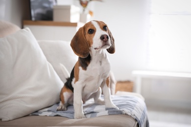 Cute Beagle puppy on sofa indoors. Adorable pet