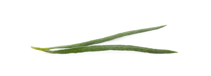 Leaves of fresh tarragon on white background