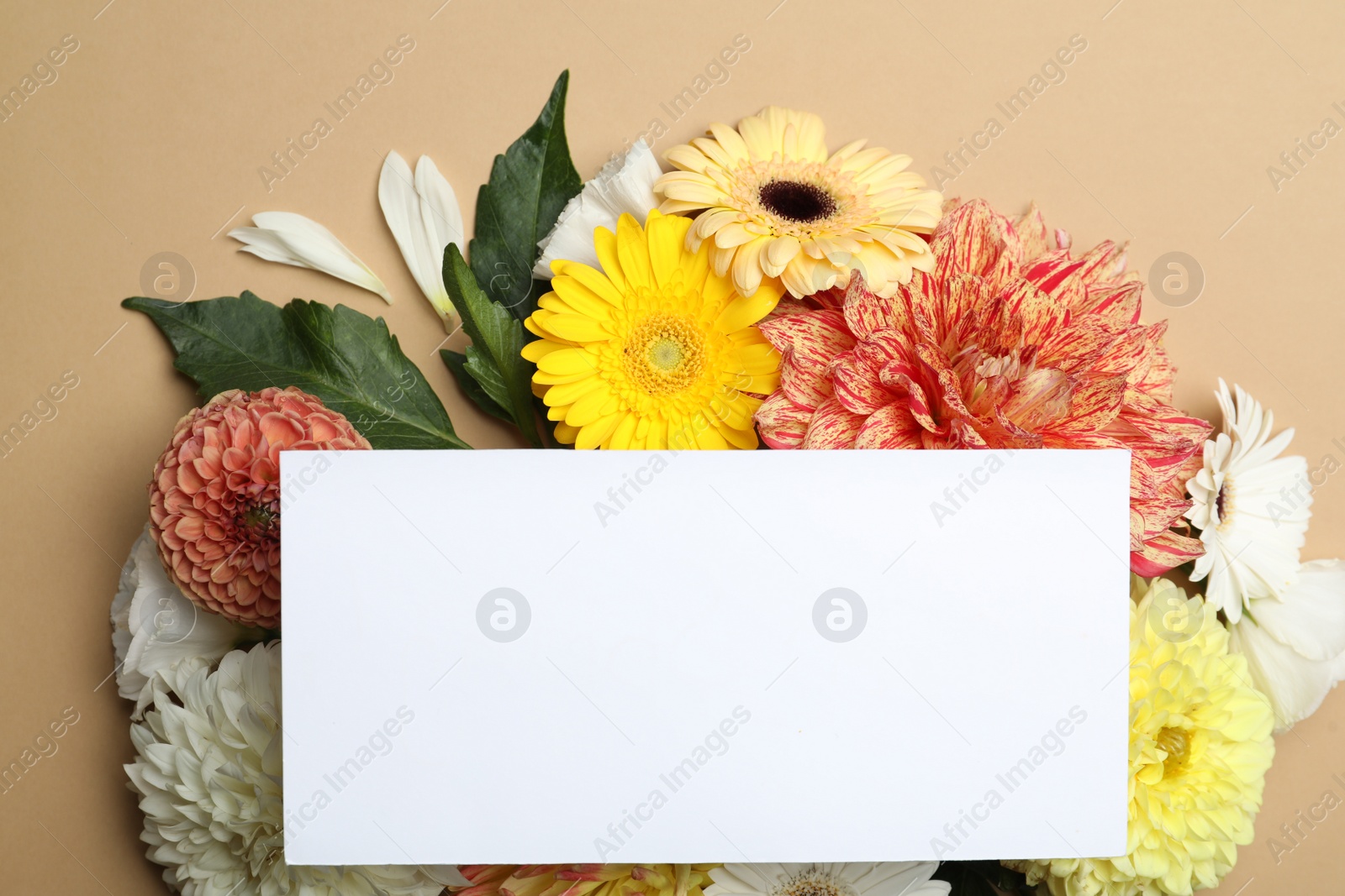 Photo of Flat lay composition with beautiful dahlia flowers and blank card on beige background. Space for text