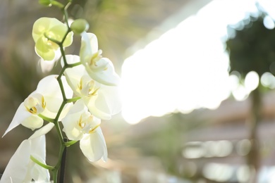 Photo of Beautiful blooming tropical orchid in store. Space for text