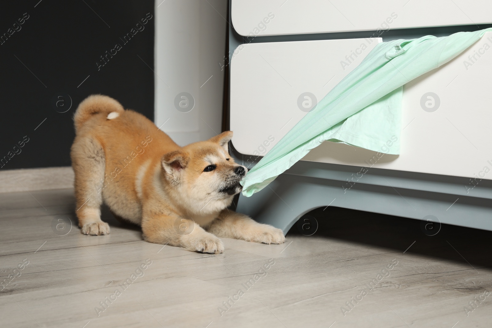 Photo of Adorable Akita Inu puppy stealing clothes from commode at home