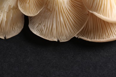 Photo of Fresh oyster mushrooms on black background, macro view. Space for text