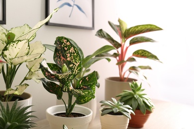 Collection of exotic houseplants with beautiful leaves indoors