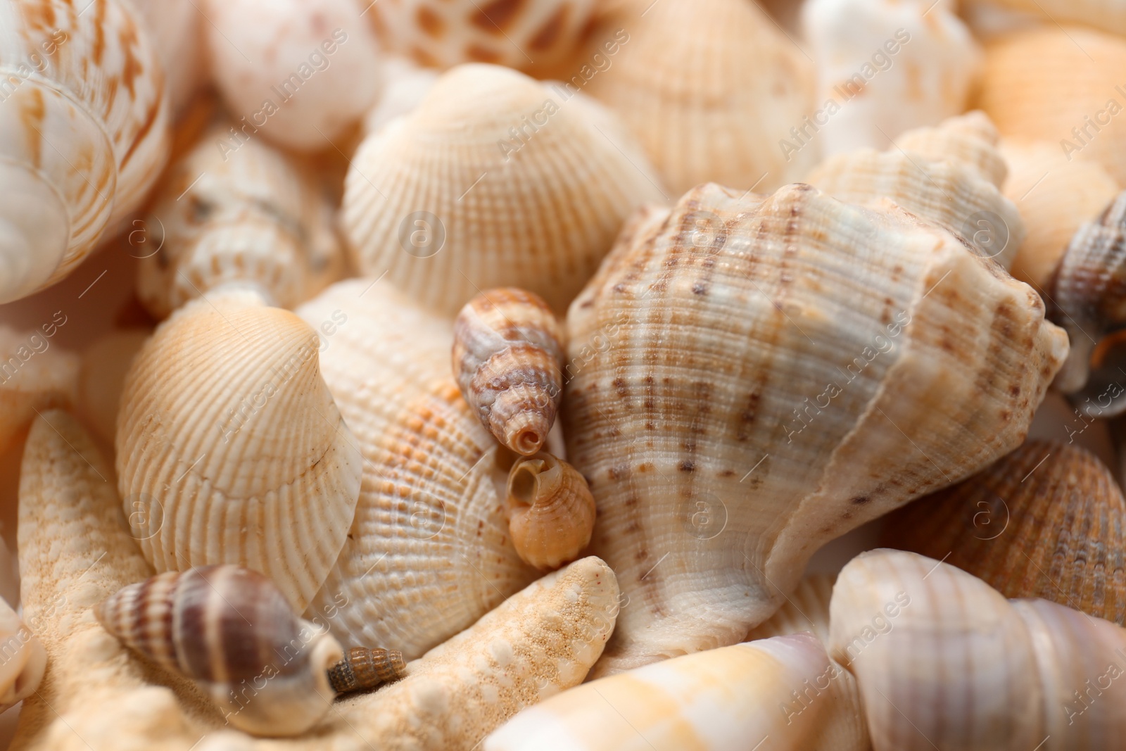 Photo of Many beautiful seashells as background, closeup view