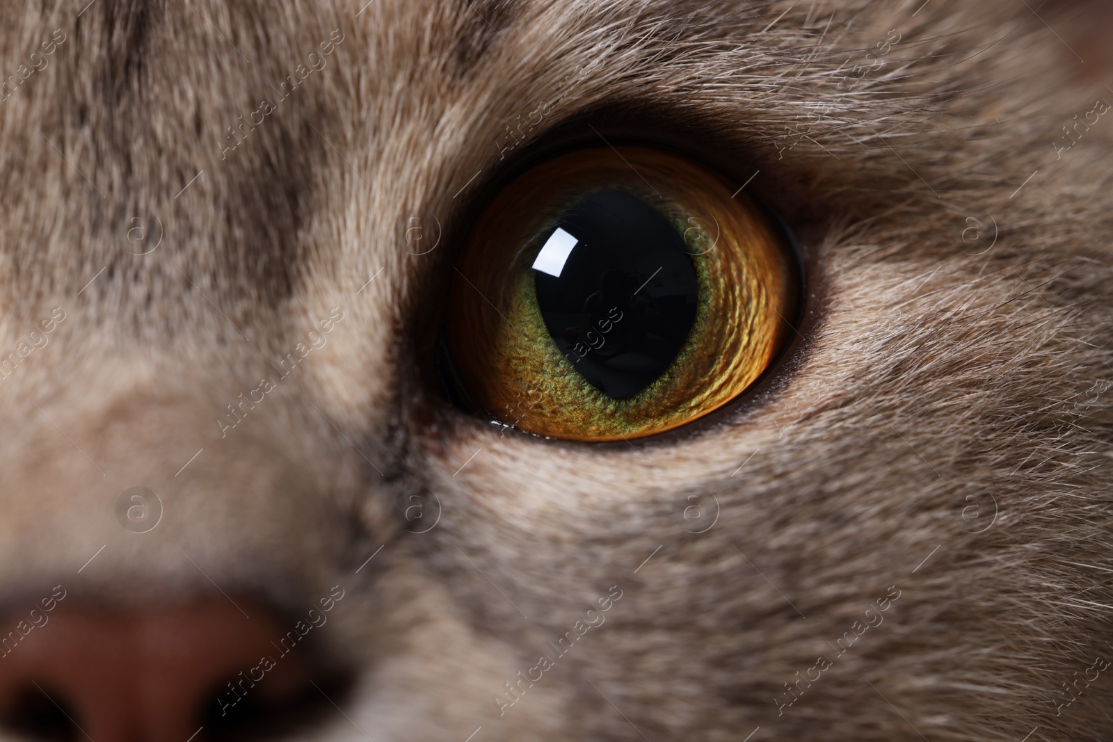 Photo of Cat, macro photo of left eye. Cute pet