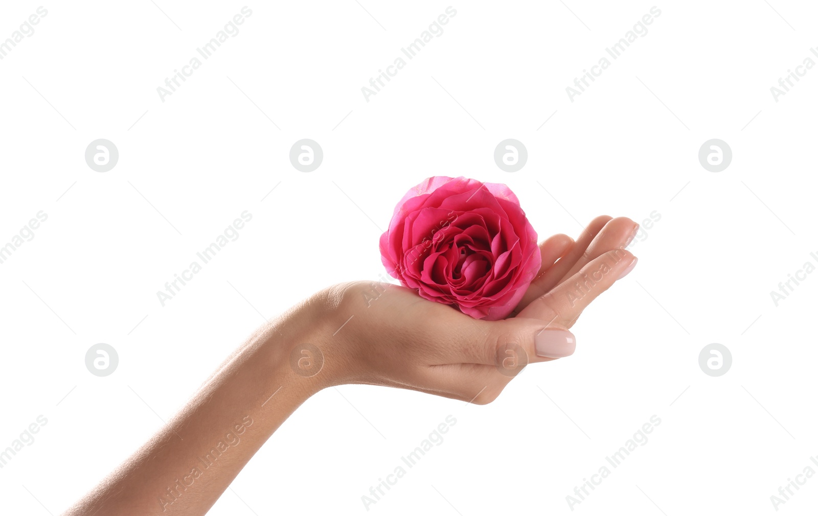 Photo of Woman holding rose on white background, closeup. Spa treatment