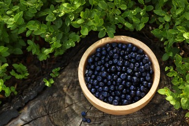 Photo of Wooden bowl of bilberries and green shrubs growing in forest, above view