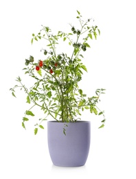 Photo of Tomato plant in pot isolated on white