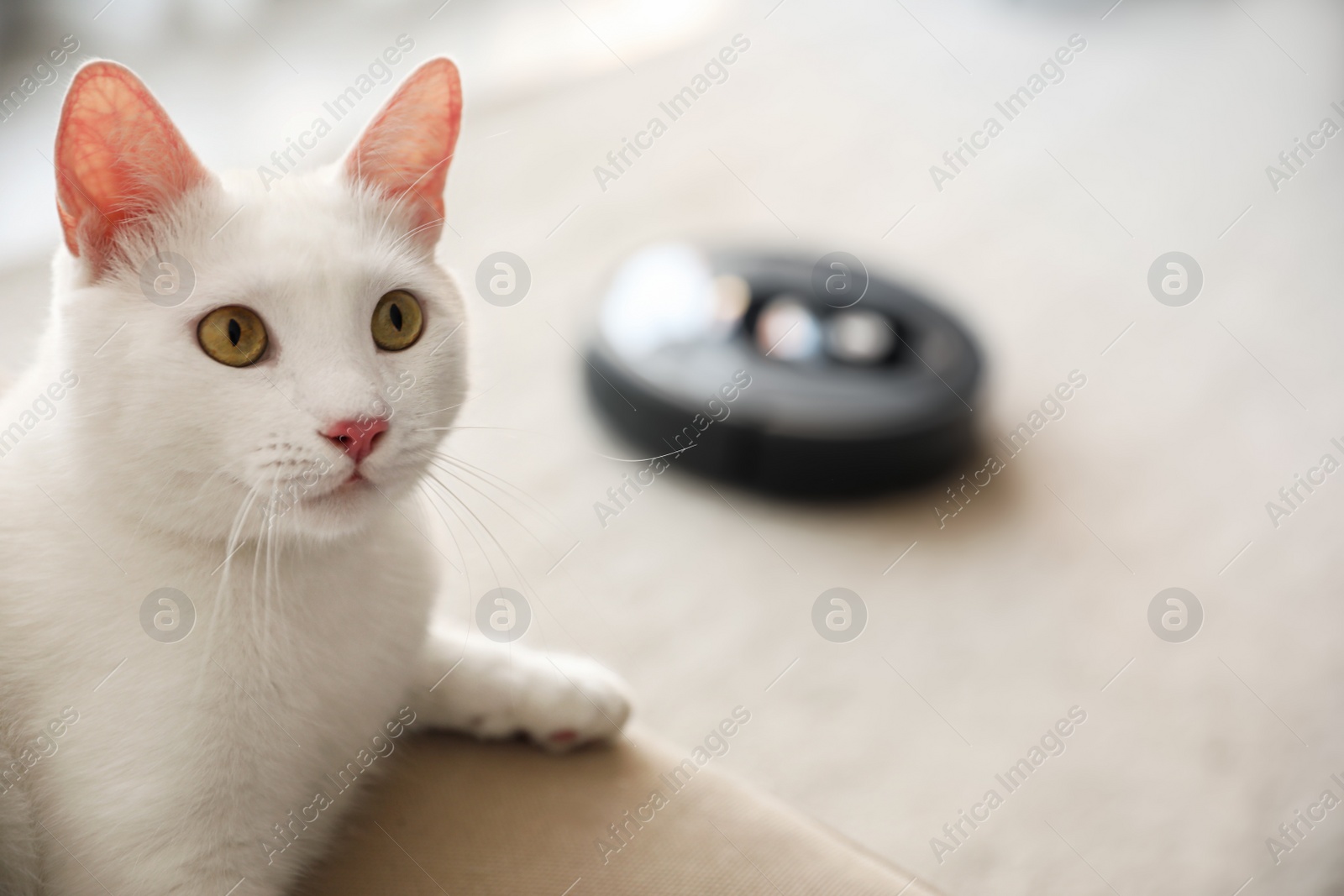 Photo of Cute white cat and modern robotic vacuum cleaner indoors. Space for text