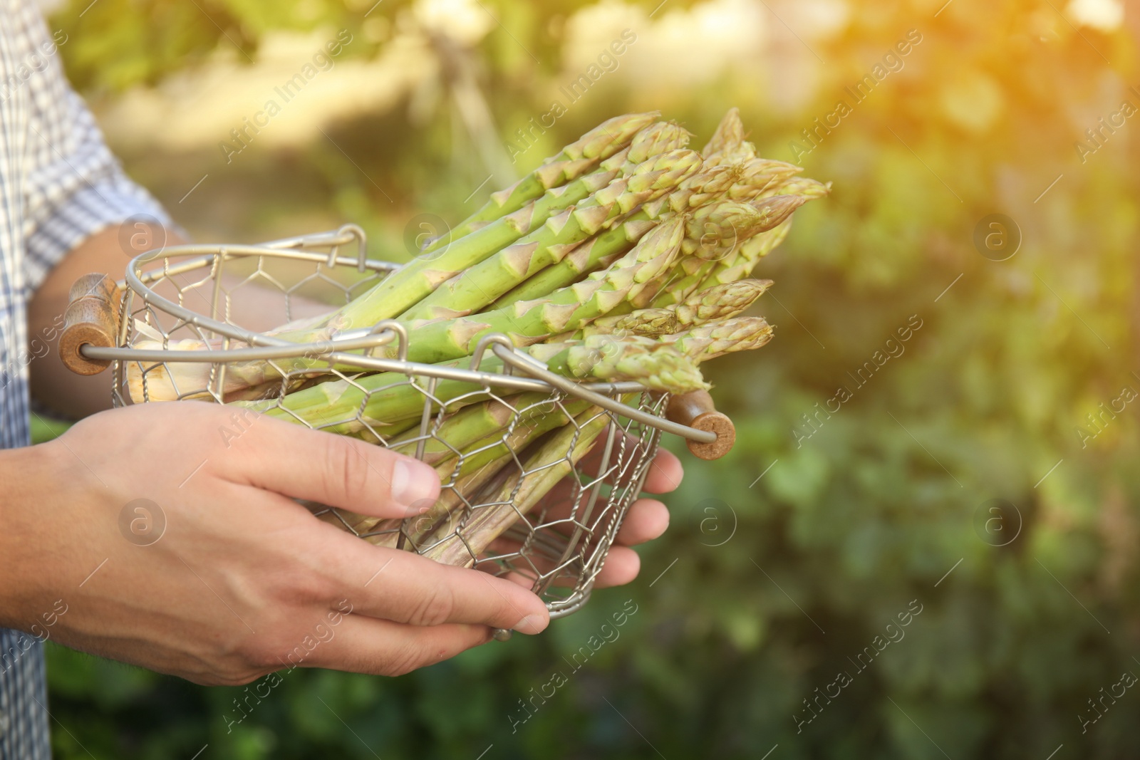 Photo of Man holding metal basket with fresh raw asparagus outdoors, closeup