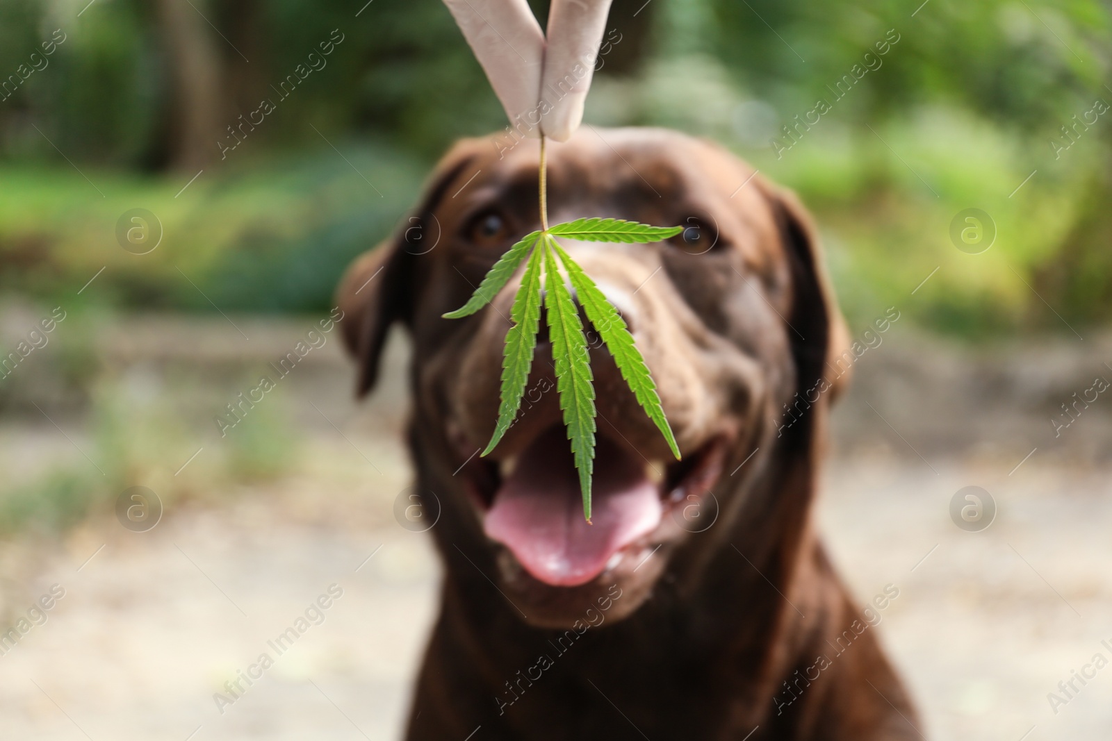 Photo of Detection Labrador dog sniffing hemp leaf outdoors