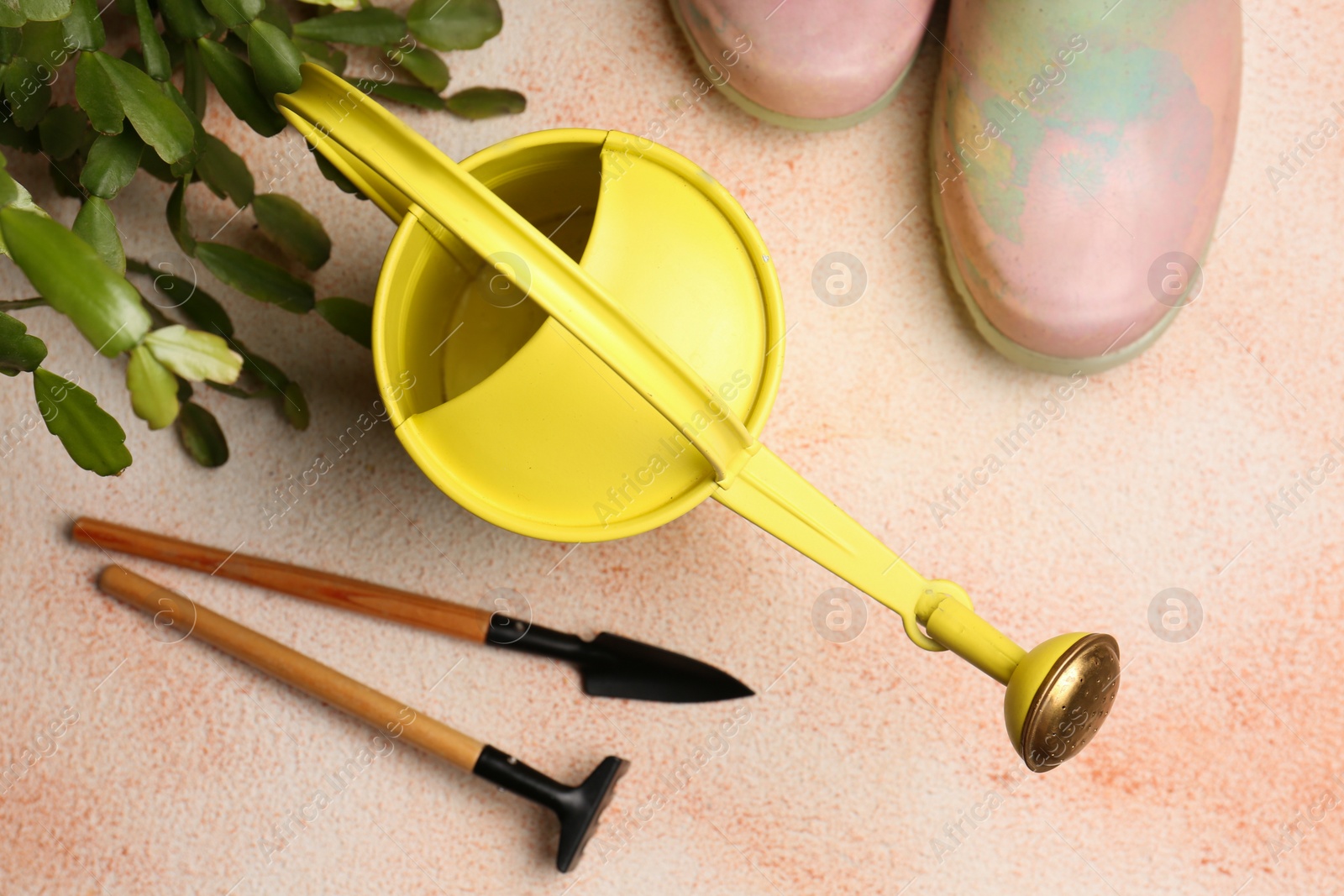 Photo of Watering can with gardening tools and green plant on color textured background, flat lay