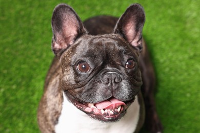 Photo of Adorable French Bulldog on green background. Lovely pet