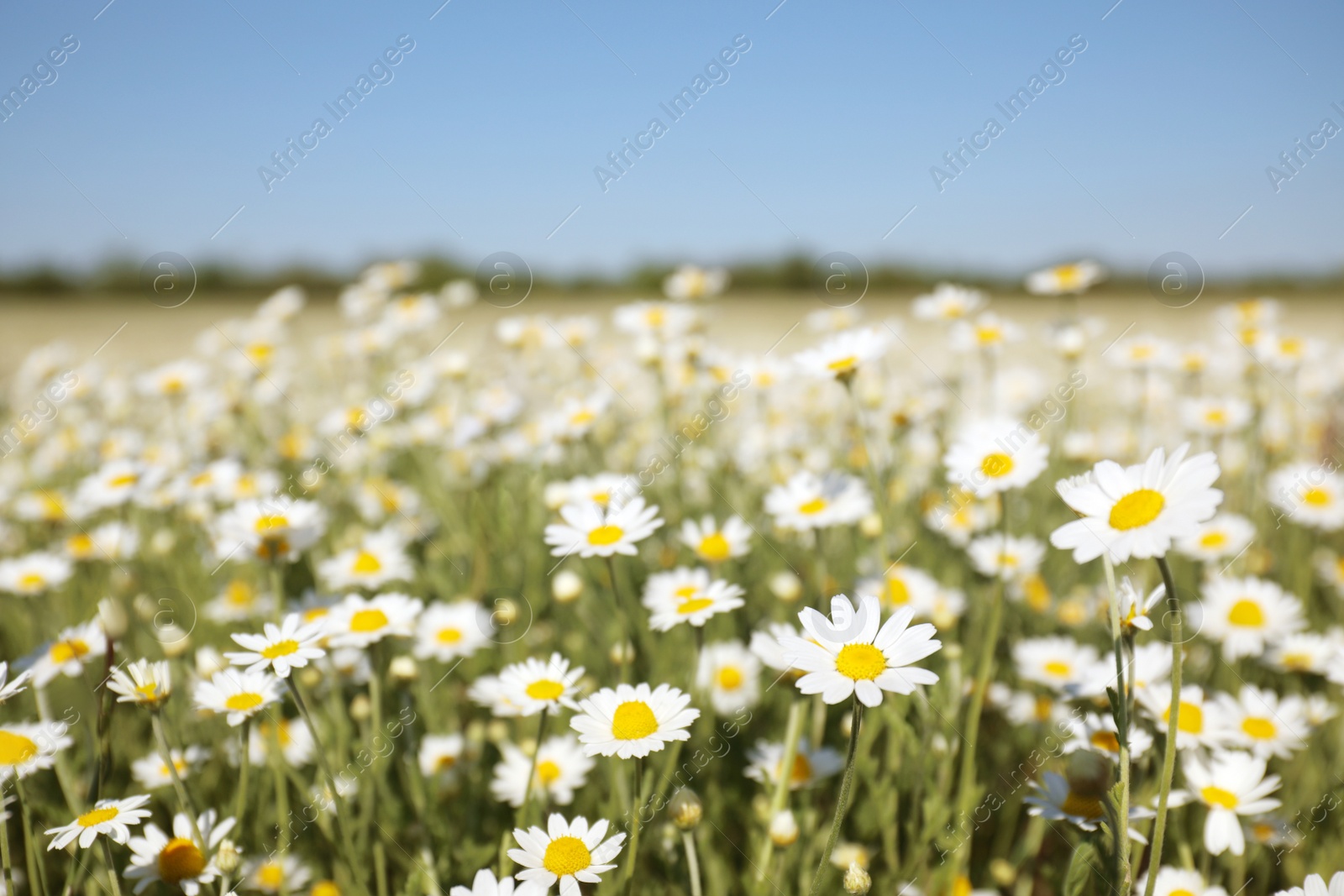 Photo of Closeup view of beautiful chamomile field on sunny day