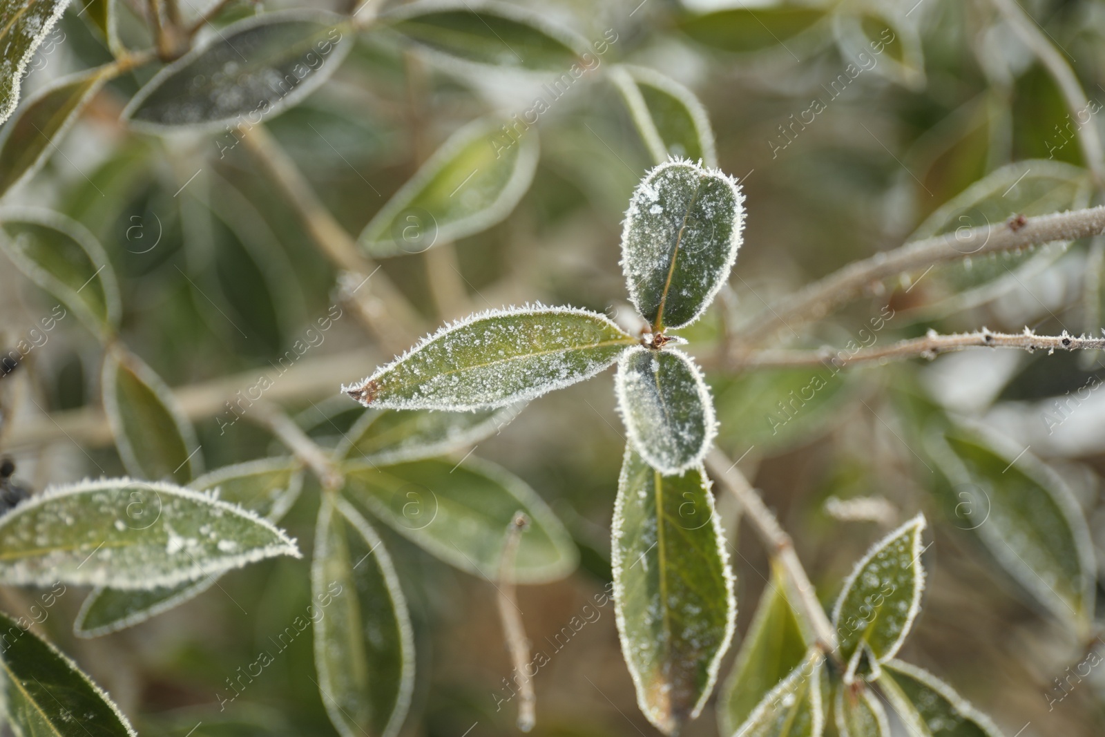 Photo of Branch of tree covered with hoarfrost outdoors on cold winter morning, closeup
