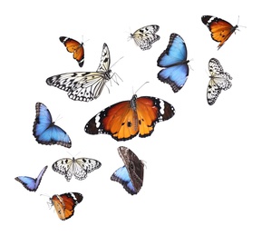 Image of Amazing plain tiger, common morpho and rice paper butterflies flying on white background