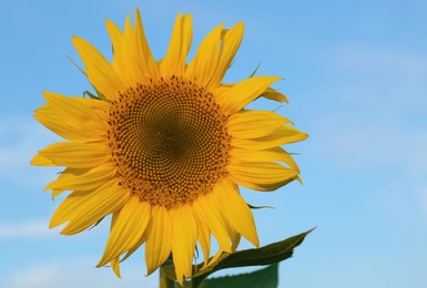 Beautiful blooming sunflower against sky on summer day. Space for text
