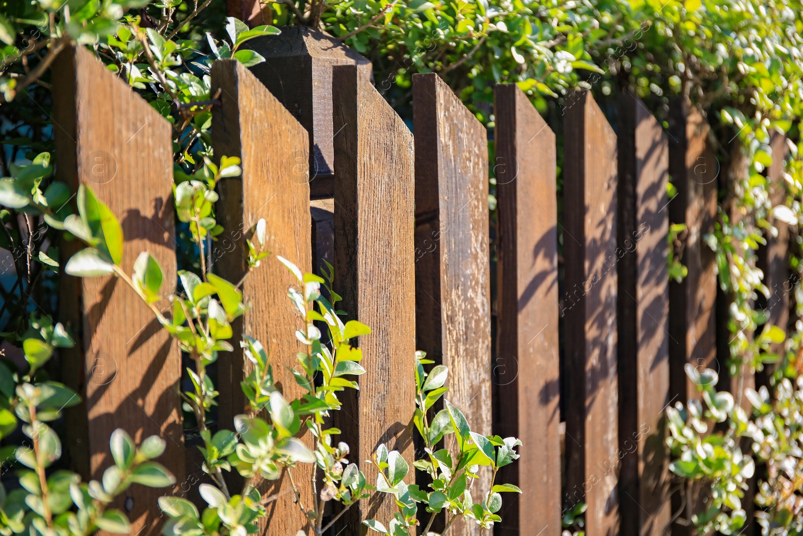 Photo of Wooden fence with green plants on sunny day outdoors, closeup