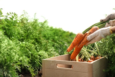 Photo of Woman putting fresh carrots into wooden crate on field, closeup. Organic farming