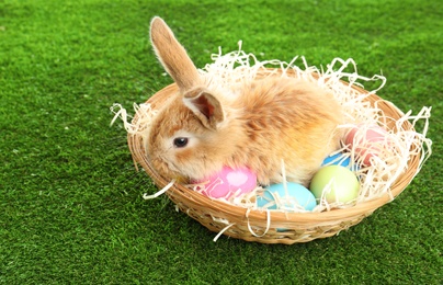 Adorable furry Easter bunny in wicker basket and dyed eggs on green grass