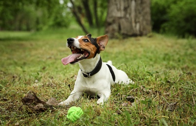 Photo of Adorable Jack Russell Terrier playing with dog toy in park