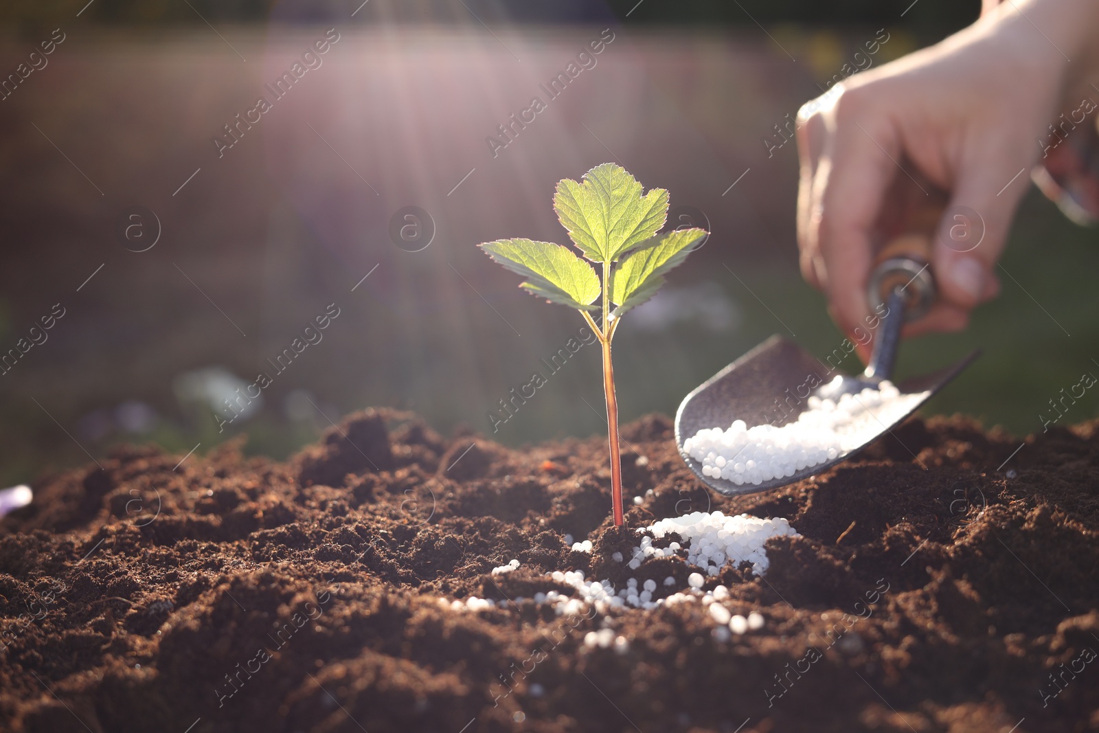 Photo of Woman fertilizing soil with growing young sprout on sunny day, selective focus