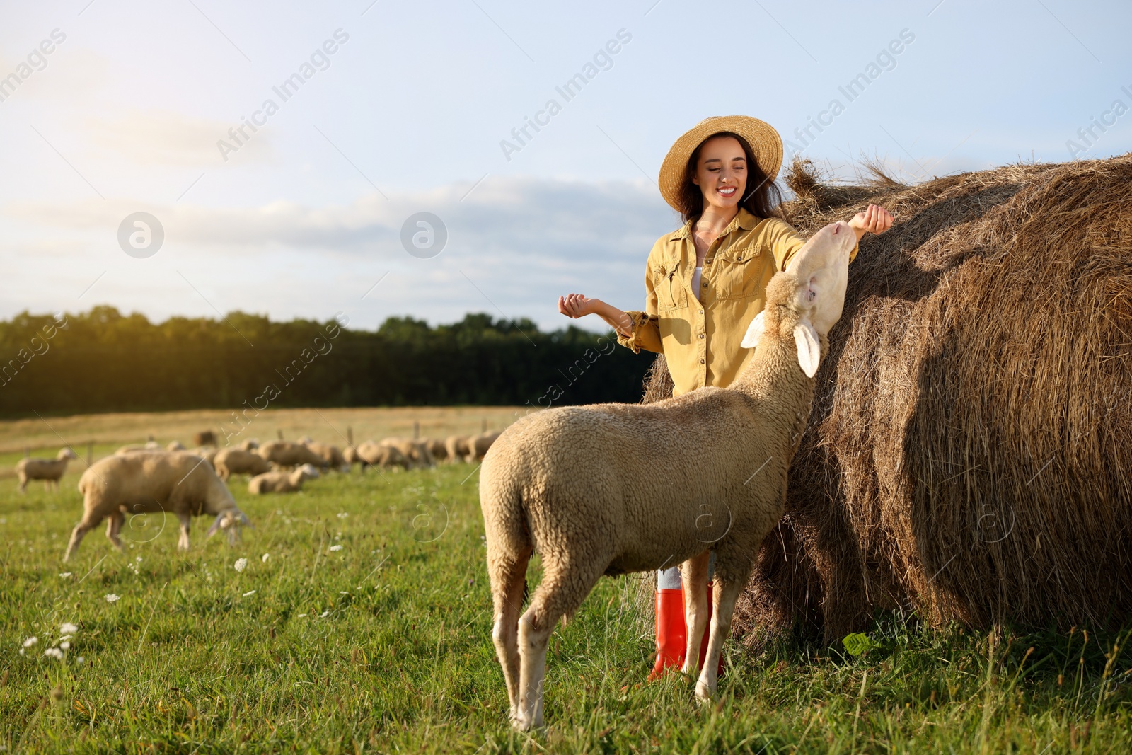 Photo of Smiling woman feeding sheep near hay bale on animal farm. Space for text