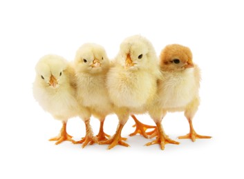 Photo of Many cute chicks isolated on white. Baby animals