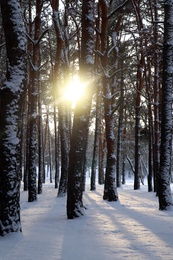 Picturesque view of beautiful snowy forest in winter morning