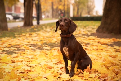 Photo of Cute German Shorthaired Pointer in park on autumn day