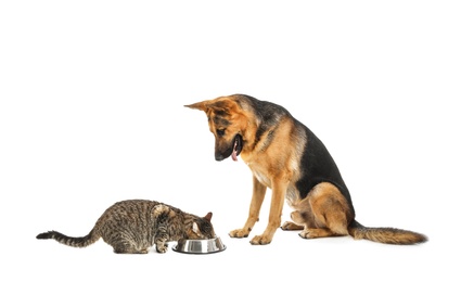 Adorable cat and dog near bowl of food on white background. Animal friendship