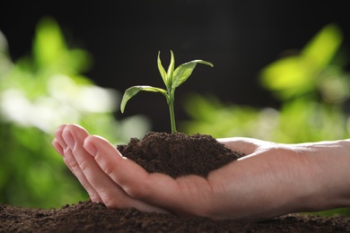 Photo of Woman holding young green seedling in soil against blurred background, closeup