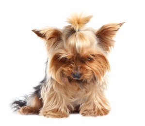 Photo of Yorkshire terrier isolated on white. Cute dog