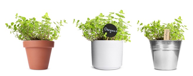 Image of Oregano plants growing in different pots isolated on white