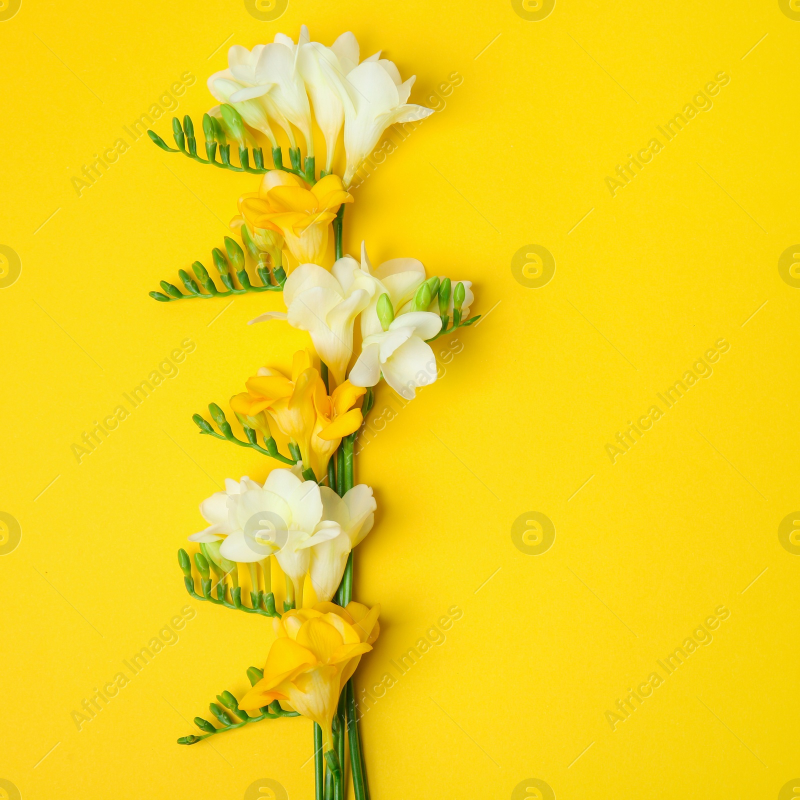 Photo of Beautiful freesia flowers on color background