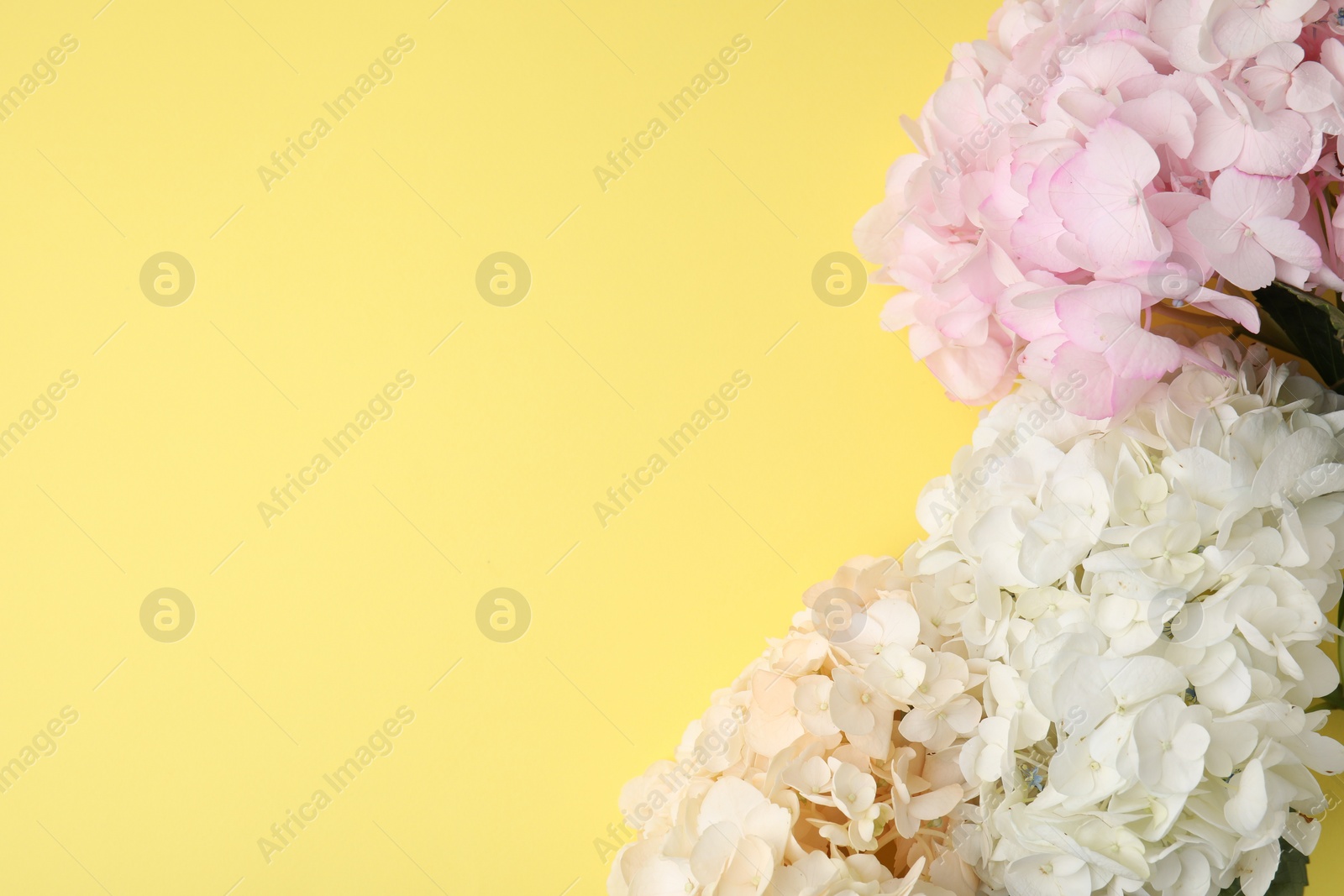Photo of Beautiful pastel hydrangea flowers on yellow background, top view. Space for text