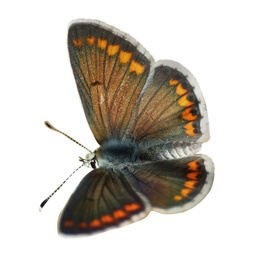 Beautiful bright butterfly flying on white background