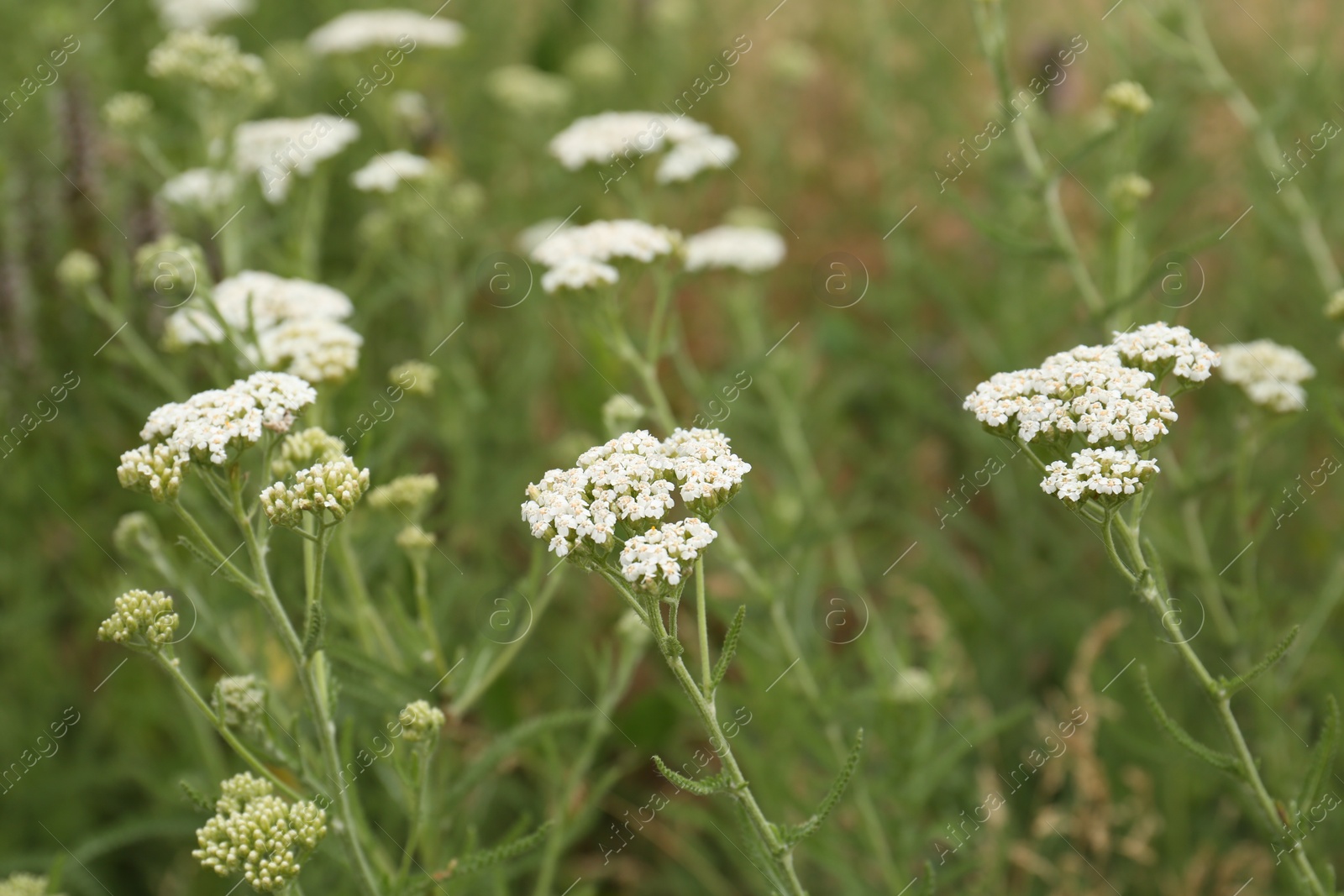 Photo of Beautiful blooming yarrow plants growing in field, closeup