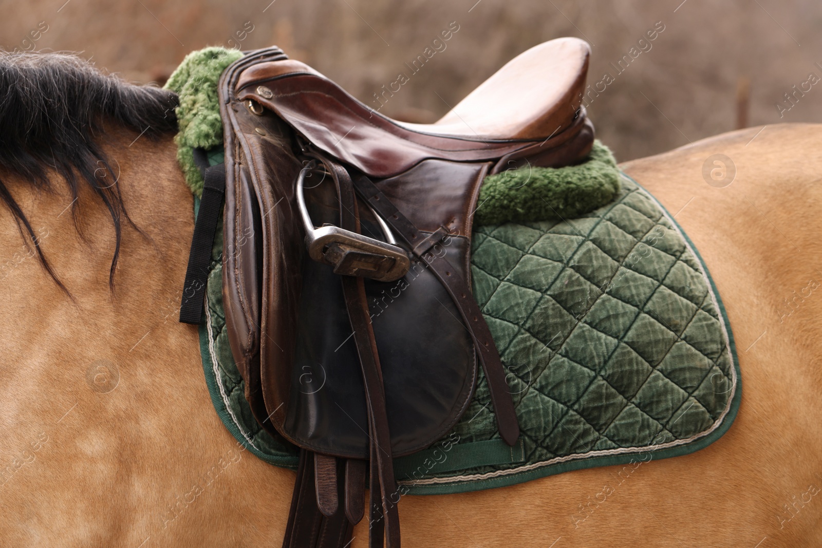 Photo of Horse with saddle outdoors, closeup. Lovely domesticated pet