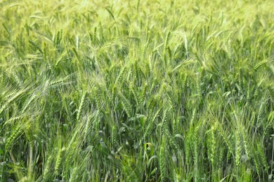 Beautiful agricultural field with ripening wheat crop