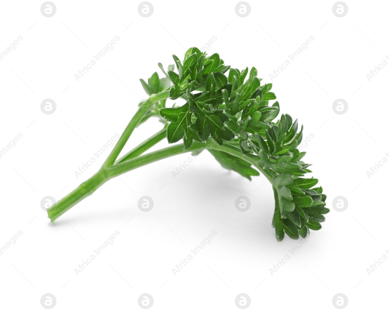 Photo of Fresh green parsley on white background