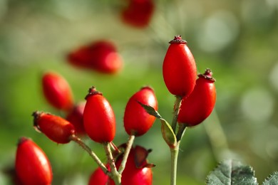 Photo of Rose hip bush with ripe red berries in garden, closeup