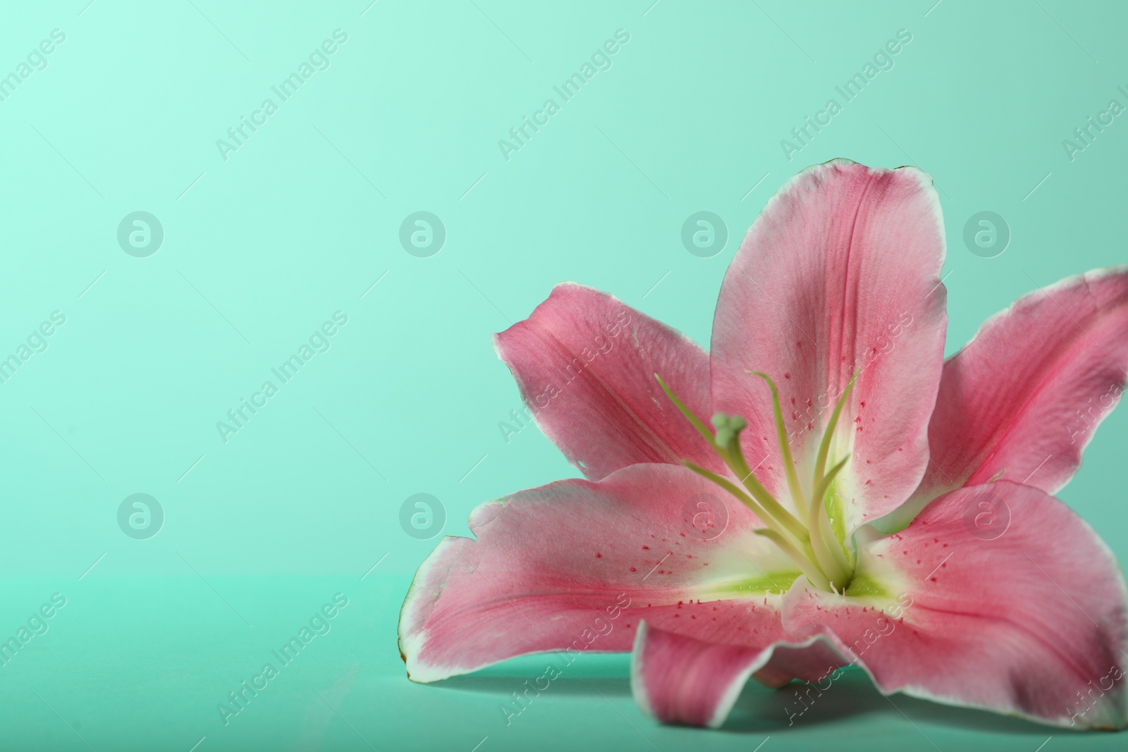 Photo of Beautiful pink lily flower on turquoise background. Space for text