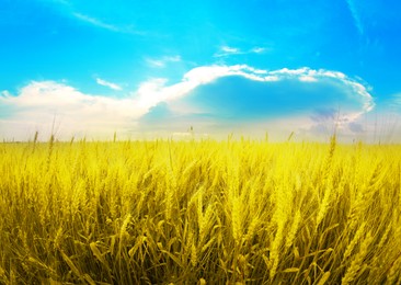 Ukrainian flag. Picturesque view of yellow wheat field under blue sky