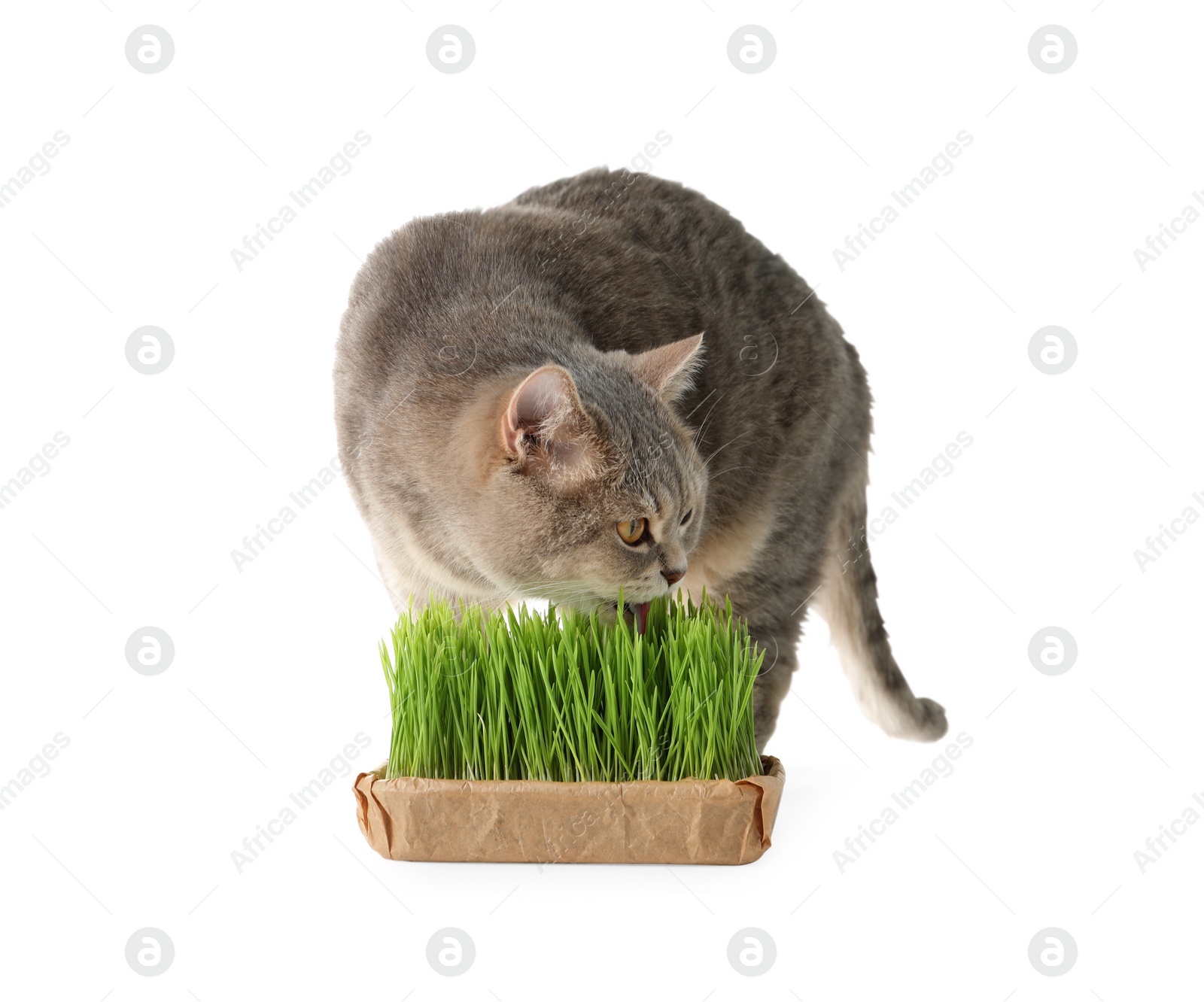 Photo of Cute cat and fresh green grass isolated on white