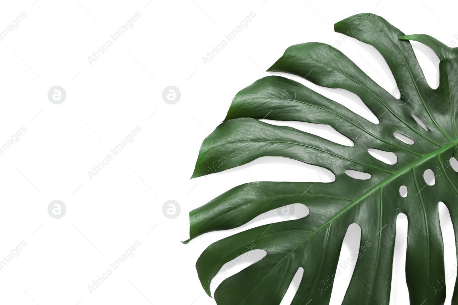 Photo of Green fresh monstera leaf on white background, top view. Tropical plant